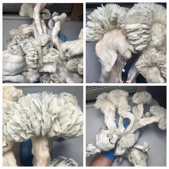 Maria Sabina Research Plate by Fungus Frequency