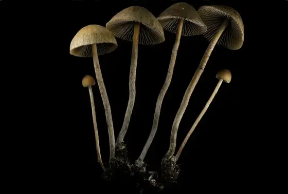 Psilocybe Tampanensis "Pollock" Swab Set