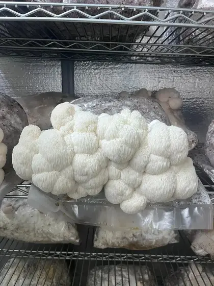 Lions Mane - Lion's Paw (Hericium erinaceus) Plate