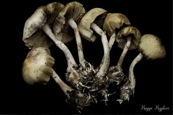 Psilocybe Ovoideocystidiata (Ohio) Spore Print