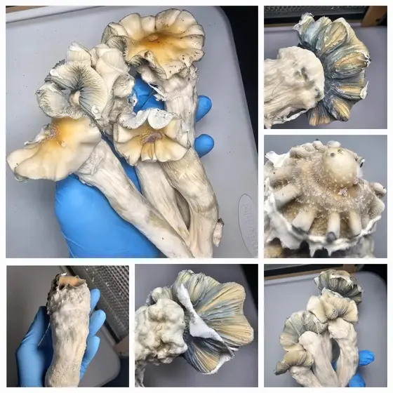 Omni (Revert) Research Plate by Fungus Frequency