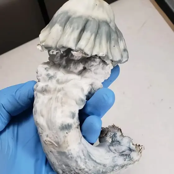 Shakti Research Plate by Fungus Frequency