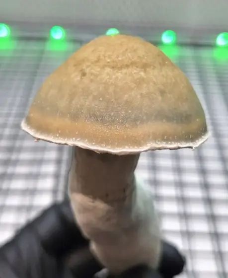 Swamp Mak (LSG x Melmak XXL) 10cc Isolated Liquid Culture by What The Fungi