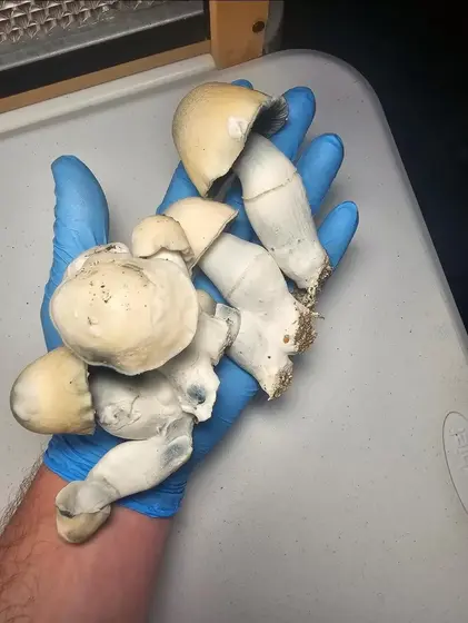Yeti Research Plate by Fungus Frequency