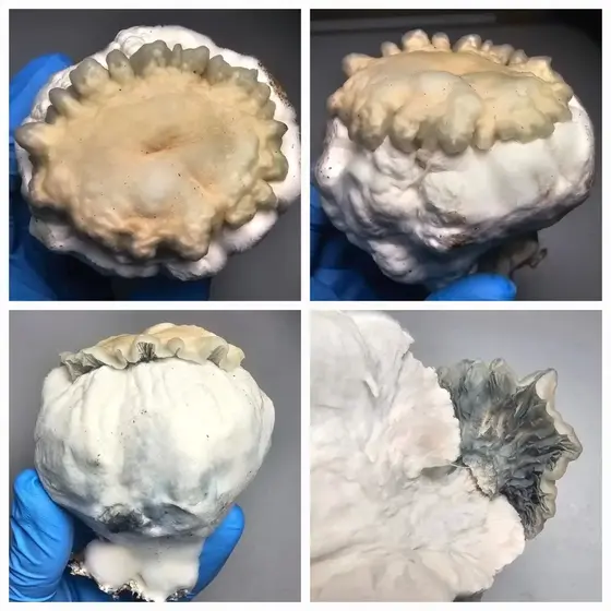 Shakti Uncut Research Plate by Fungus Frequency