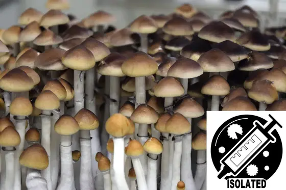 Psilocybe cubensis : A strain Spore Isolate Syringe by Sporeworks