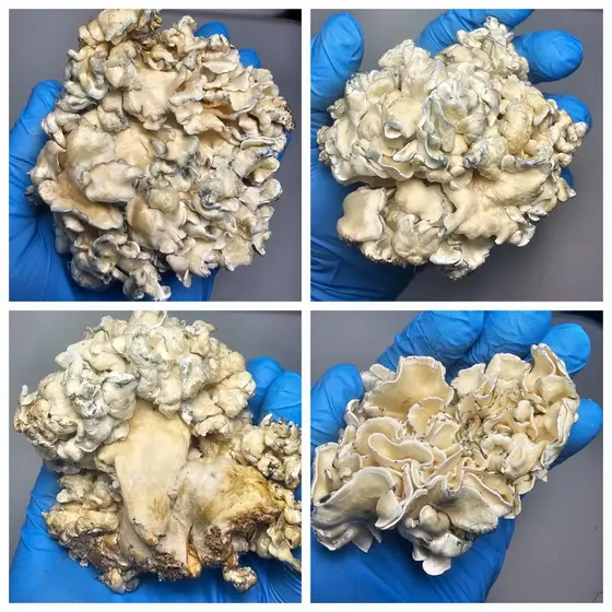 Brain Slugs Research Plate