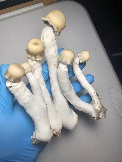 Albino Tidalwave Research Plate