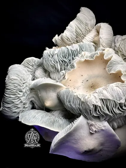 Albino Mystery - Isolated Spore Syringe