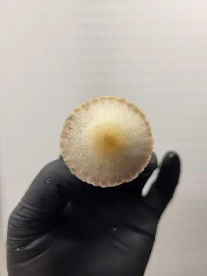 KG Pan Cyan Spore Print by White Rabbit Myco