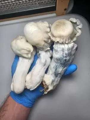 Nutcracker Research Plate by Fungus Frequency