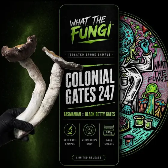 COLONIAL GATES 247 (Tasmanian x BBG) 10cc Isolated Liquid Culture