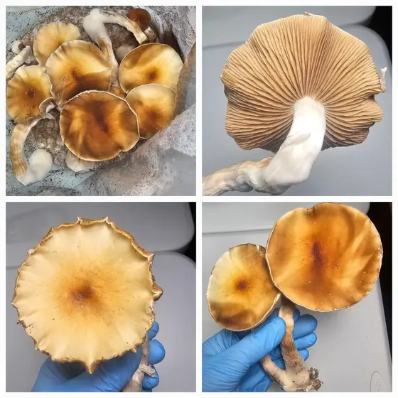 Brazil Rust Research Plate