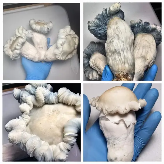 Albino Monkey Mak Research Plate