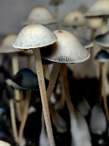 Byron Bay - Australian Panaeolus Cyanescens by Hyphal Mind