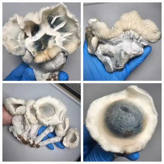 Albino Bayou Beringei Research Plate