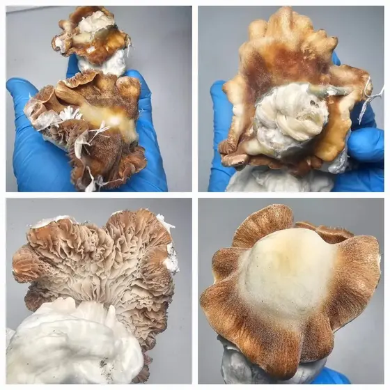 Chocolate Krinkle Monster Research Plate
