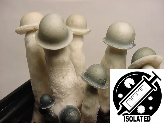 Psilocybe cubensis : Albino Penis Envy (APE ver. 1.0) Spore Isolate Syringe