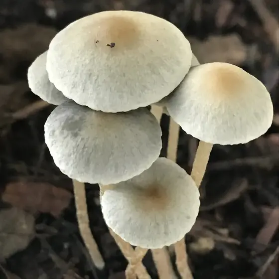 LANDRACE - TTBVI (Pan Cyan) by Sonoran Spores