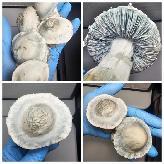 Avery's Albino Squat Research Plate