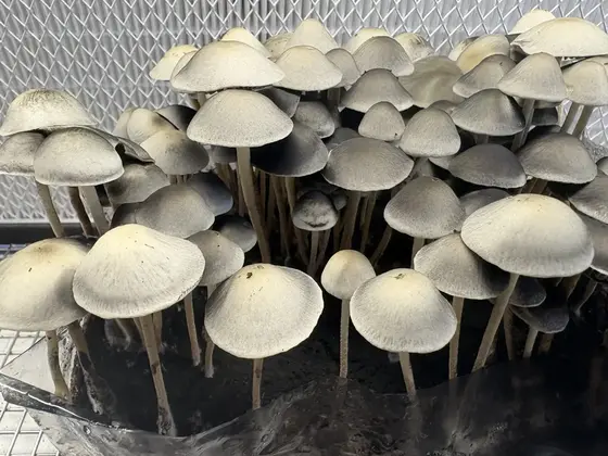 Byron Bay Spore Print