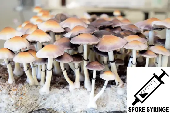 Psilocybe ochraceocentrata : Natal Super Strain Spore Syringe (MS) by Sporeworks