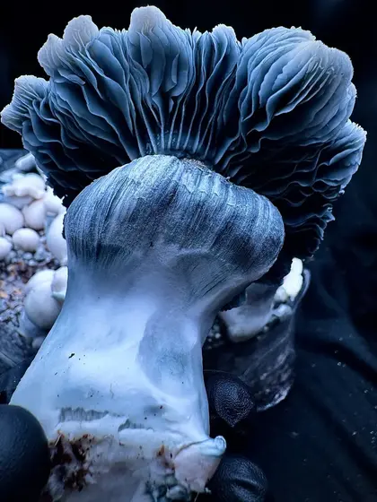 Albino Saturn Tidepool - Isolated Spore Syringe