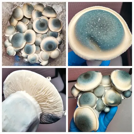 Albino Penis Envy (APE) Research Plate