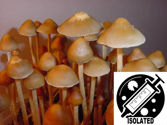 Psilocybe mexicana : Strain-A(TM) Spore Isolate Syringe by Sporeworks