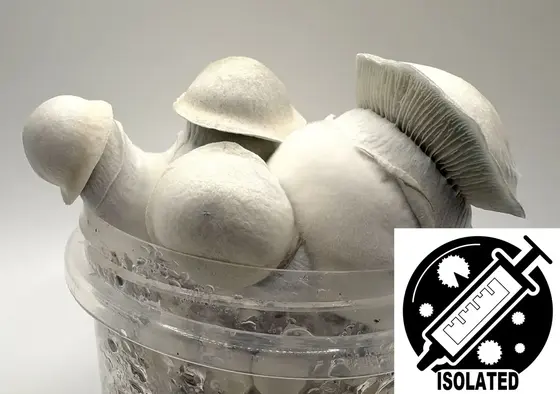 Psilocybe cubensis : Jack Frost Spore Isolate Syringe by Sporeworks
