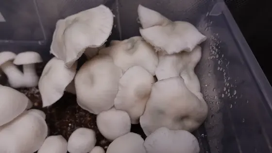 Albino Burma by TecheGenetics