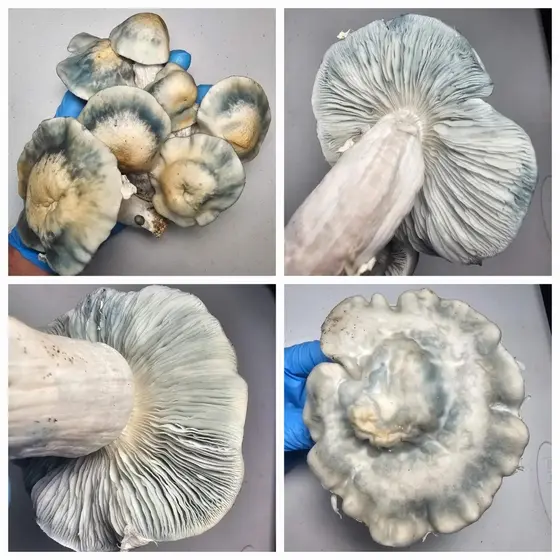 Natal Moon Research Plate by Fungus Frequency