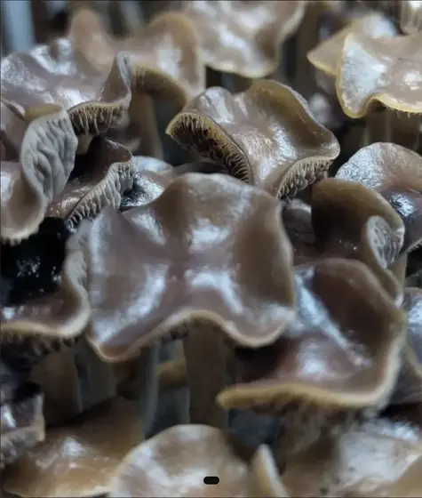 Psilocybe Ingeli (South Africa) Swab Set