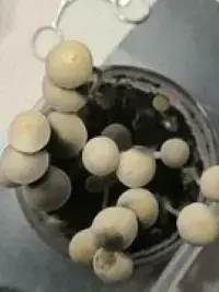 BSRS x Wild Coast SA Pan Cyan Spore Print by White Rabbit Myco