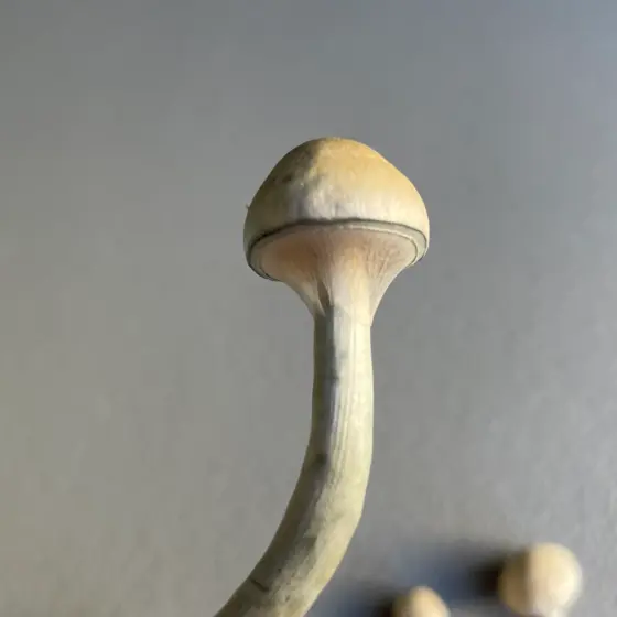P. Ochraceocentra (Ochra) by Sonoran Spores