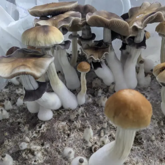 B+ by Sonoran Spores