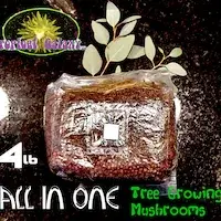 All-in-One Wood/Soy Substrate Cultivation Bag (4lb)