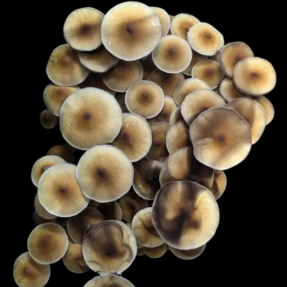 Blue Meanies by Sonoran Spores