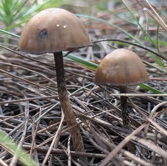 Psilocybe Zapotecorum (Austrailian Wild Gen) by Hyphal Mind