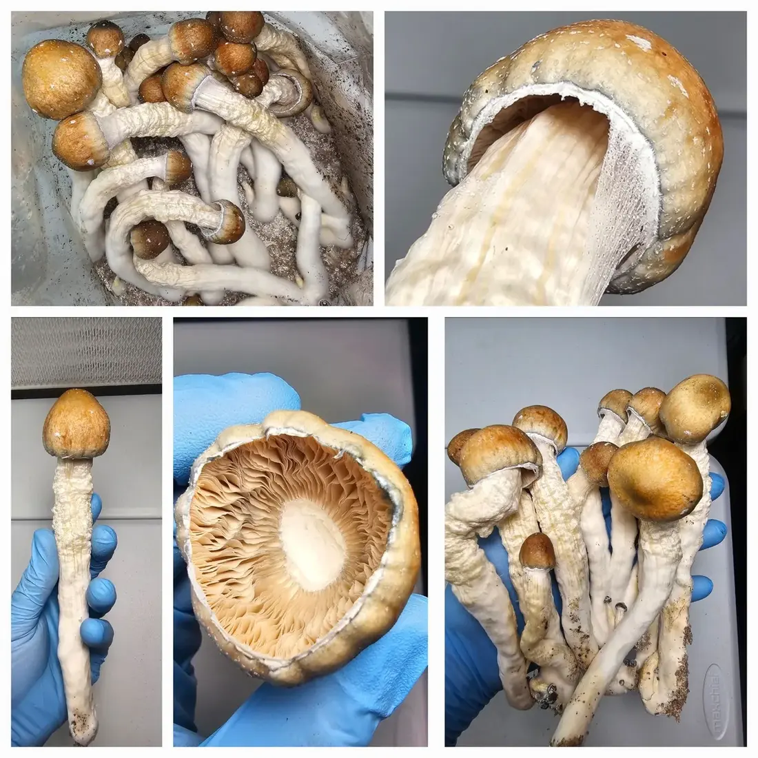 Melmak PE Liquid Culture & Agar | Psilocybe cubensis | Culture Cave