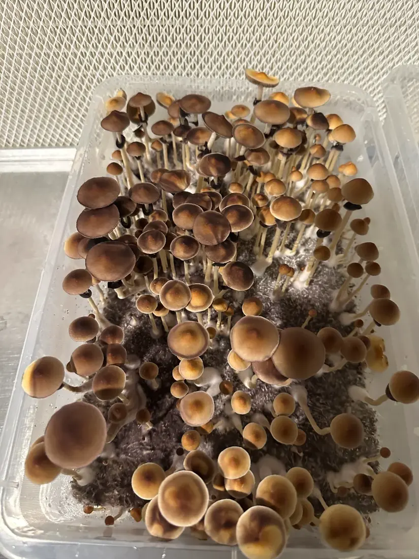 Ka'iana Spores & Genetics | Psilocybe cubensis | Culture Cave