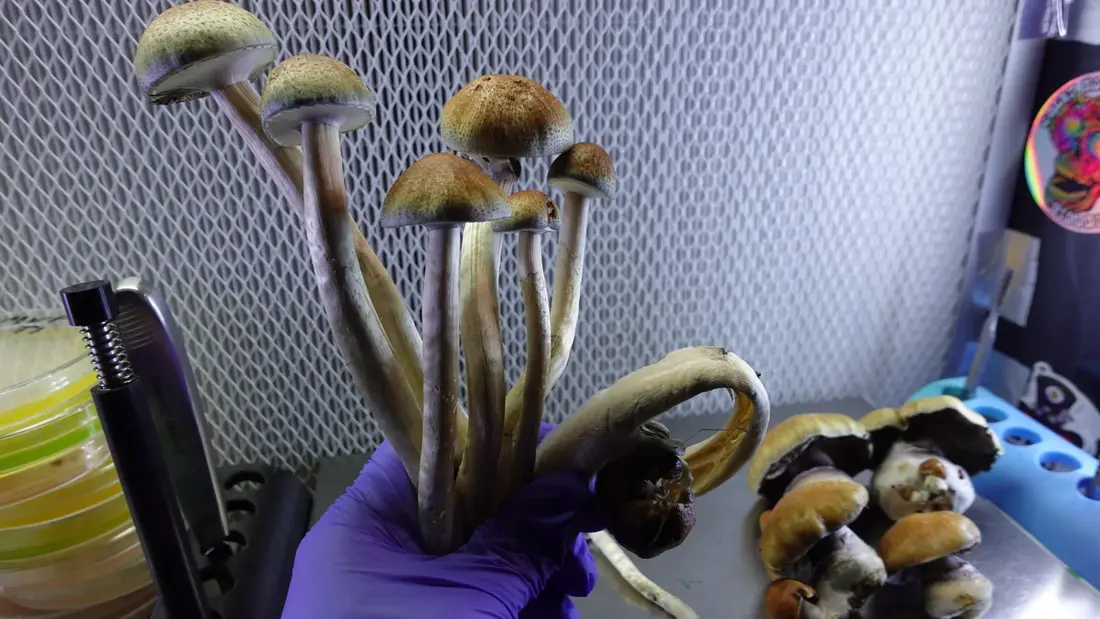 Guapelis Spores & Genetics | Psilocybe cubensis | Culture Cave