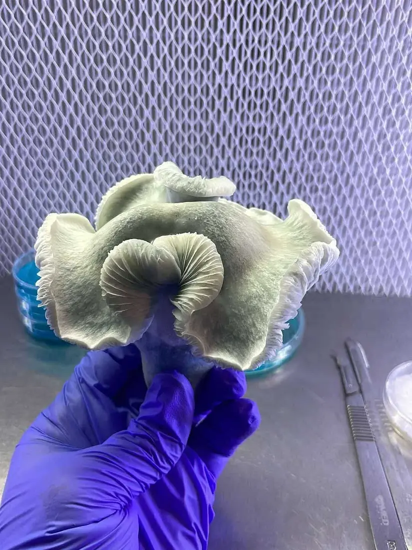 Rango Gates Spores & Genetics | Psilocybe cubensis | Culture Cave