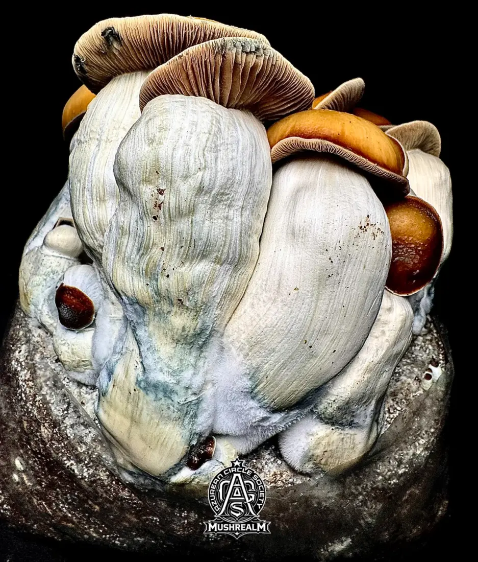 Blue Kuribo (Blue Kachina x Otherside) - Isolated Spore Syringe (copy) by Mushrealm USA