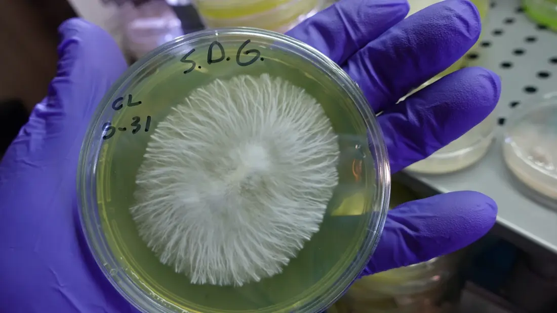 live AGAR (copy) (copy) by TecheGenetics