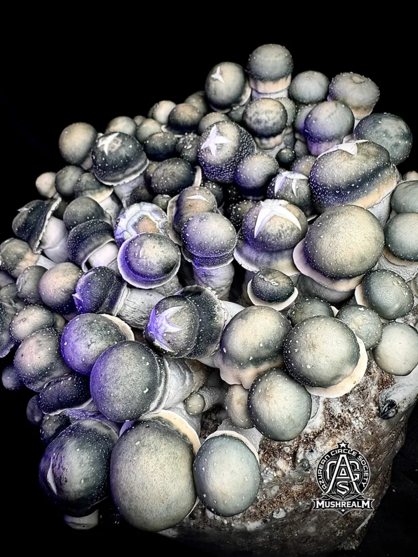 Starry Night APE (SNAPE 50 iso) - Spore Syringe by MycoWorld
