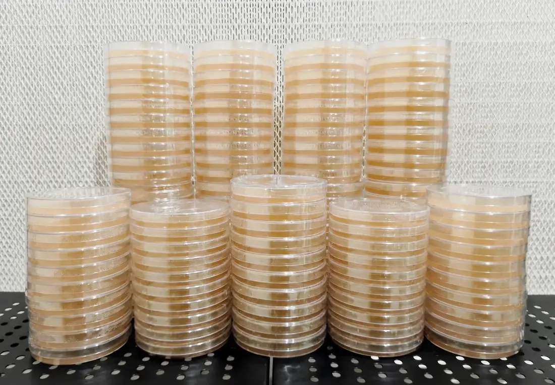 PRE POURED AGAR PLATES LOW NUTRITION by Aus Myco Kingdom