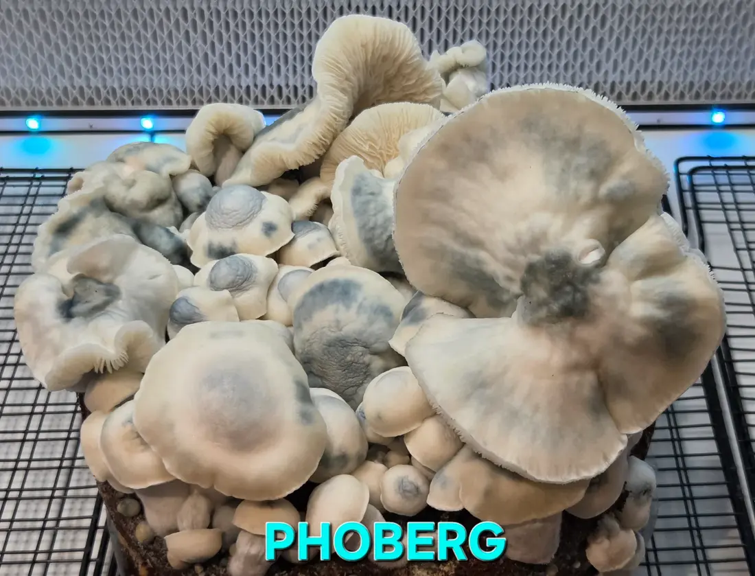PHOBERG - 10Ccc Isolated Liquid Culture by What The Fungi
