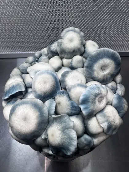 Blue Ravioli