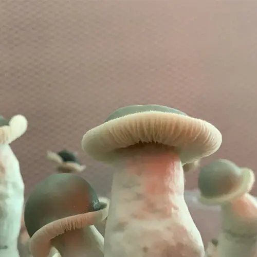 Albino Penis Envy by Sonoran Spores